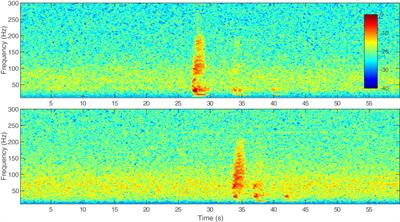 Swimming and acoustic calling behavior attributed to Bryde’s whales in the central North Pacific